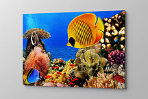 Obraz Ryby Rybky Rybičky zs1145